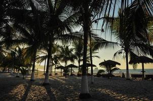 palmbomen op het strand foto