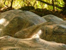 Galapagos-schildpad, Ecuador foto