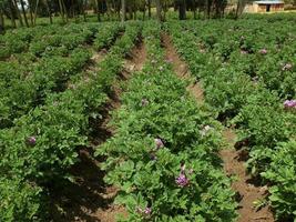 aardappelplanten groeien foto