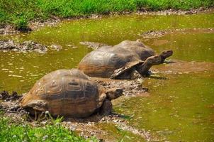 drie Galapagos-schildpad in modderig water foto