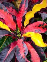 kleurrijke plant verticaal foto