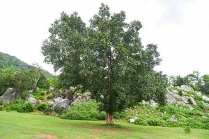 bodhiboom en groen bodhiblad met zonlicht bij tempel thailand - boom van boeddhisme foto