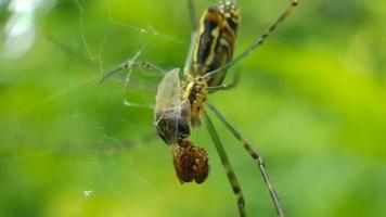 spin die prooi eet op het spinnenweb foto