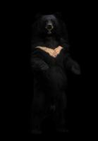 Aziatische zwarte beer die in het donker staat foto