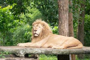 mannelijke leeuw die alleen ligt foto