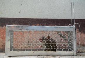 rat gevangen in een kooi foto