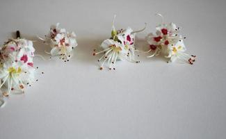 wit-roze bloemen van kastanje foto