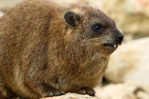 de hyrax leugens Aan heet stenen verwarmde door de zon. foto