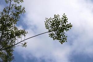 Afdeling van een hoog boom tegen een achtergrond van blauw lucht. foto