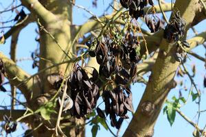 brachychiton groeit in een stad park in Israël. foto