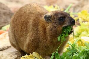 de hyrax leugens Aan heet stenen verwarmde door de zon. foto