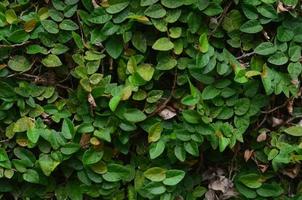 close-up tropische groene blad textuur. gebladerte achtergrond. foto