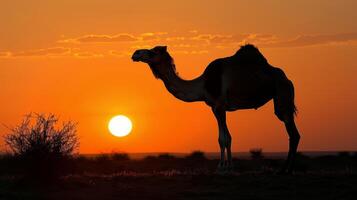 silhouet van kameel Bij zonsondergang in woestijn landschap foto