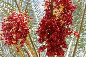 datums zijn rijp Aan een hoog palm boom in een stad park. foto