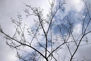 Afdeling van een hoog boom tegen een achtergrond van blauw lucht. foto