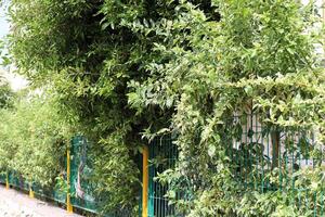 groen planten en bloemen toenemen langs een hek in een stad park. foto