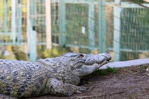 een krokodil leeft in een kinderkamer in noordelijk Israël. foto