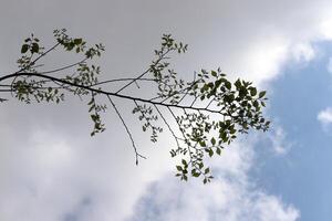 Afdeling van een hoog boom tegen een achtergrond van blauw lucht. foto