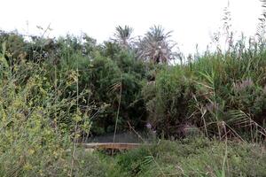 ein afek natuur reserveren in noordelijk Israël. wetland met een overvloed van dieren en beschikbaar trails foto