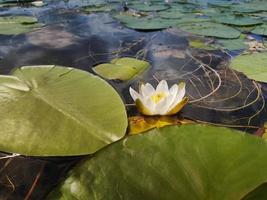 witte waterlelie op het water met enorme groene bladeren. foto