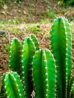 cactus bladeren in natuur - cereus grandiflorus extract foto