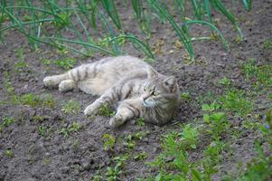 schattig grijs kat wandelen in de tuin bedden foto