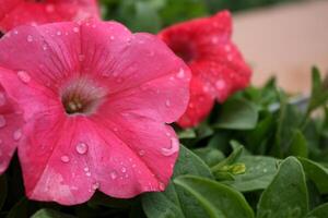 vrolijk helder roze petunia met water druppels foto