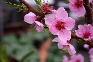 dichtbij omhoog van roze crabapple bloesems in Colorado foto