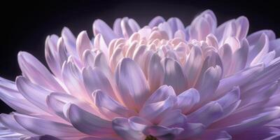 roze en Purper chrysant detailopname bloem, ai foto