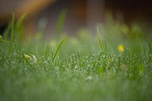 groen gras is gedekt met druppels van ochtend- dauw foto