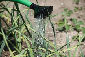 gieter kan giet water over- ontspruiten knoflook bladeren foto