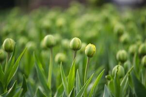 tinten van groen Aan tulpen in de vroeg stadia van bloeiend foto