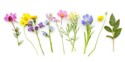 wilde bloemen decoratie bloemen flatlay Aan wit achtergrond foto