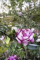 kleurrijk bloemen in natuur foto