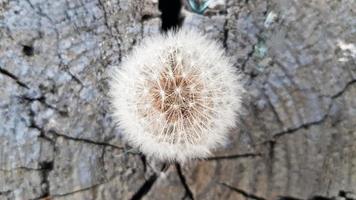 paardebloem op een stomp. natuurlijke houten achtergrond - paardebloem bloemen op een oude stomp met jaarringen close-up. selectieve aandacht, ruimte voor kopiëren. foto