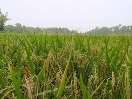 groen en gouden rijstveld rijst- veld- voordat oogsten foto