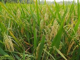 gouden rijstveld rijst- veld- voordat oogsten foto