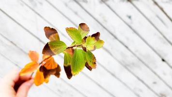 heldere bladeren op een rustieke houten achtergrond. herfst seizoen. herfst achtergrond concept. foto