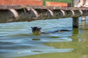 siamese kat die in het water zwemt foto