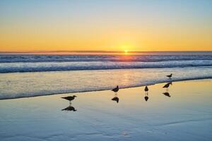 meeuwen Aan strand atlantic oceaan zonsondergang met stijgende golven Bij fonte da telha strand, Portugal foto