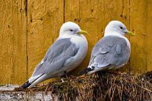 zeemeeuw vogel dichtbij omhoog foto