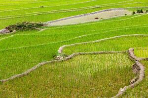 rijstplantages. Vietnam foto