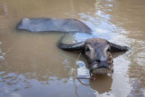 water buffel. Vietnam foto