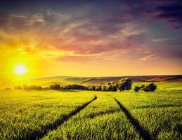 zonsondergang in het veld foto