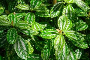 aluminium fabriek oftewel pilea cadierei bladeren dichtbij omhoog foto