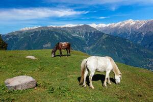 paarden begrazing in bergen. foto