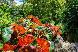 de verkoudheid huis estufa Fria is een kas met tuinen, vijvers, planten en bomen in Lissabon, Portugal foto