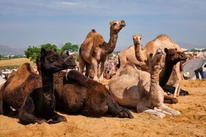 kamelen Bij pushkar mela pushkar kameel eerlijk , Indië foto