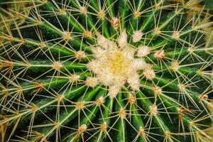 gouden bal cactus foto