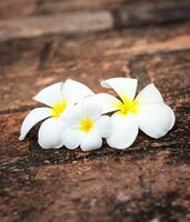 frangipani plumeria bloemen Aan stenen foto